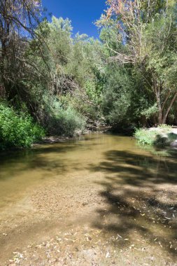Sakin bir nehir, açık mavi bir gökyüzünün altında canlı yeşil yapraklar arasında süzülür. Güneş ışığı, suya nazikçe yansıyarak dinlenmek için mükemmel sakin bir atmosfer yaratır..