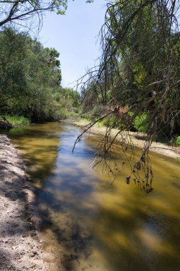 Sakin nehir ağaçlar arasında yavaşça akar ve barışçıl bir atmosfer yaratır. Parlak güneş ışığı, kumlu sahile lekeli gölgeler saçar. Rahatlama ve yansımayı davet eder..