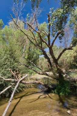 Serin bir manzara, yemyeşil sularda akan berrak bir akarsuyu sergiliyor. Gökyüzüne doğru uzanan dalları olan yıpranmış bir ağaç belirgin bir şekilde duruyor. Sahne gün ortası güneşiyle aydınlanır..