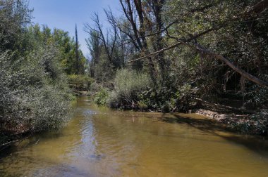 Sakin bir nehir, açık bir gökyüzü altında yoğun bir yeşillik alanından nazikçe akar. Güneş ışığı ağaçların arasından süzülerek doğada sakin bir ortam yaratır..