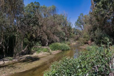 Huzurlu bir doğal ortamda, yemyeşil yapraklar nazikçe akan bir nehrin kıyılarını sarıyor. Mavi gökyüzü yeşillik için canlı bir zemin sağlıyor, sakin bir atmosfer yaratıyor..