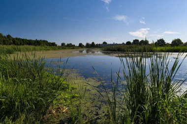 Huzurlu bir sulak arazi sahnesi su kenarında yemyeşil kamışları sergiliyor. Açık mavi gökyüzü sakin yüzeyi yansıtır, güneşli bir günde huzurlu bir atmosfer yaratır..