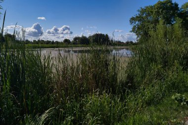 Bereketli yeşil sazlıklar, durgun suların ve kabarık bulutlarla benekli parlak mavi gökyüzünün yer aldığı sakin bir sulak arazi sahnesini çerçeveler. Bölge, huzurlu bir doğal yaşam alanını yansıtıyor..