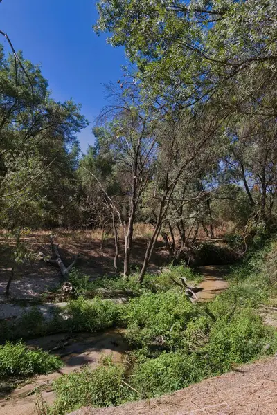 Berrak bir mavi gökyüzünün altında ağaçlarla ve açık araziyle çevrili canlı yeşilliklerden akan sakin bir akarsula sahip sakin bir manzara. Bu doğal ortam huzuru çağrıştırıyor..