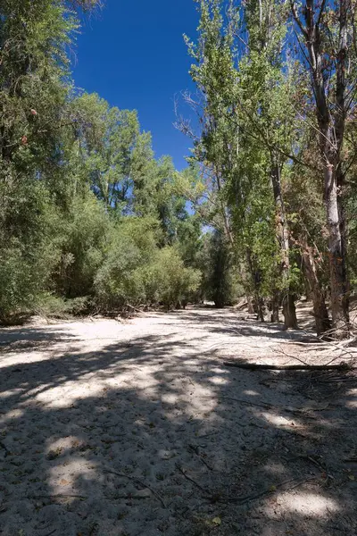 Parlak öğle güneşinin altında uzun, yeşil ağaçlarla çevrili sakin bir nehir kıyısı görülebilir. Kumlu bölge düşük su seviyeleri gösteriyor, barışçıl bir atmosfer yaratıyor..