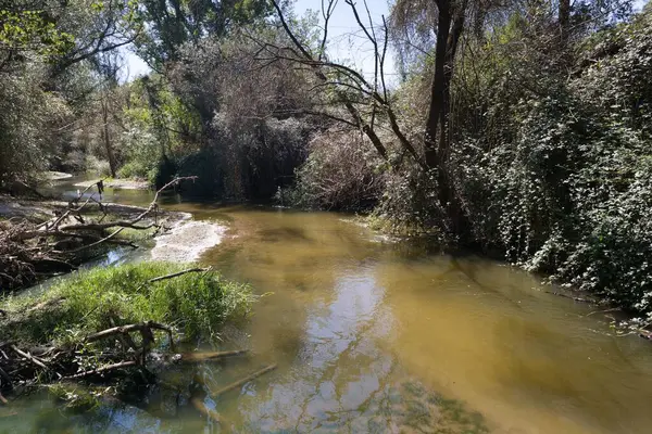 Yoğun yeşillik ve ağaçların arasında, berrak mavi gökyüzünü yansıtan sakin bir nehir yavaşça akar. Güneş ışığı yaprakların arasından süzülüp öğleden sonra sakin bir atmosfer yaratır..