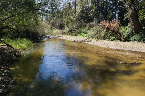 Parlak bir gökyüzü altında, kıyı şeridi boyunca dağınık dallar oluşturarak, dingin yeşil yapraklar arasında yavaşça akan bir nehir, huzurlu bir doğal ortam oluşturur..