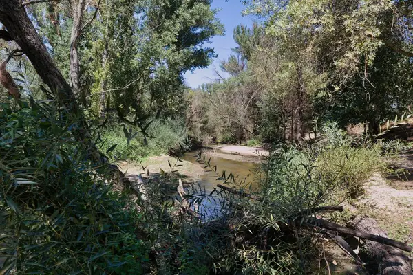 Sakin bir nehir sık bitki örtüsünün içinde dolaşır, güneş ışığı ağaçların arasından süzülür. Barışçıl manzara mükemmel bir doğal geri çekilme sunuyor, rahatlatıcı..