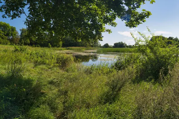 Canlı bir doğal ortam, serpilen yeşillikler ve çeşitli bitki yaşamlarının arasına yerleşmiş sakin bir su kütlesi sergiliyor. Gün ortası parlak güneş ışığıyla aydınlatılıyor..