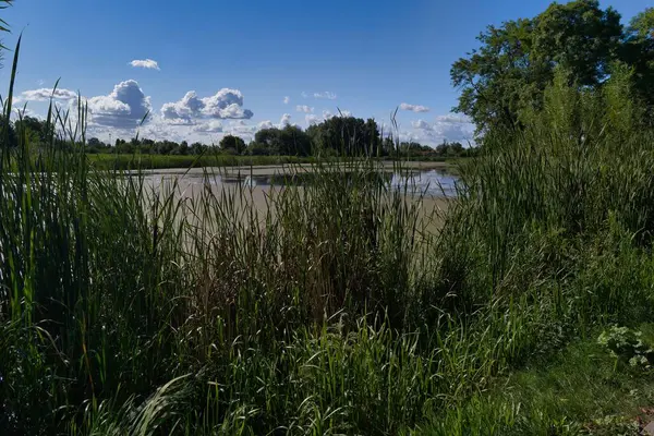 Bereketli yeşil sazlıklar, durgun suların ve kabarık bulutlarla benekli parlak mavi gökyüzünün yer aldığı sakin bir sulak arazi sahnesini çerçeveler. Bölge, huzurlu bir doğal yaşam alanını yansıtıyor..