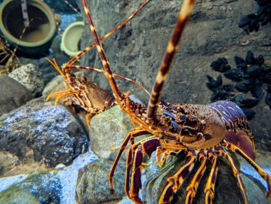 İki canlı ıstakoz, uzun antenlerini ve farklı renklerini göstererek, çevrelerini keşfederken kayalık bir sualtı ortamında gezinirler..