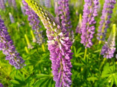 Lupine çiçeği - güzel soluk pembe çiçekler. Çayırda lupanı olan bir çiçek cenneti. Güzel çiçek Wolfsbohne 