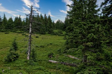 Karpat Dağları 'nın yamaçlarındaki kuru ağaç. Dağların yamaçlarındaki uzun ağaçlar ve genç köknar ağaçları boyunca. Karpatlar. Ukrayna, 22 Ağustos 2013