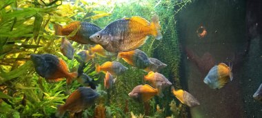 Bir akvaryumda bir sürü renkli balık var.