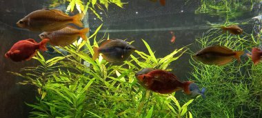 Bir akvaryumda bir sürü renkli balık var.