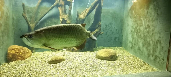 Grote Vis Een Aquarium Met Verlichting — Stockfoto