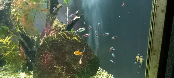 Veel Kleurrijke Vissen Een Aquarium Met Verlichting — Stockfoto