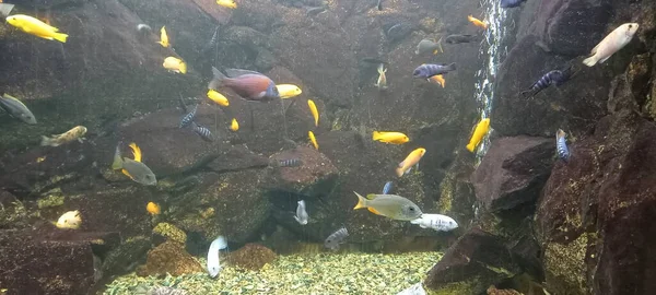Muitos Peixes Coloridos Aquário Com Iluminação — Fotografia de Stock