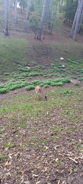 Petit Cerf Dans Nature Mange Herbe Verte — Photo