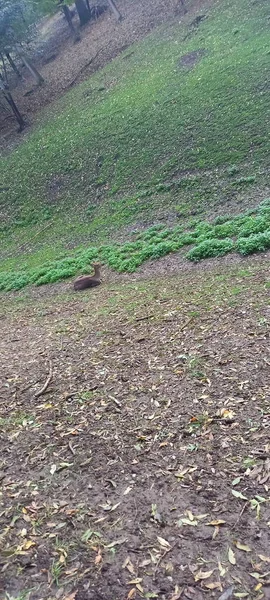 自然界中的一只小鹿躺在草地中央的地上 — 图库照片