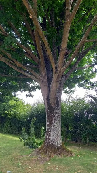 Ein Großer Baum Mit Moos Stamm Und Vielen Ästen — Stockfoto