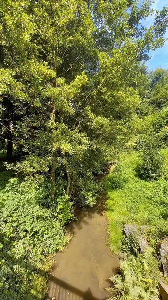 Kleiner Fluss Mit Vielen Grünen Pflanzen — Stockfoto