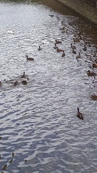 许多不同的鸭子在水上 — 图库照片