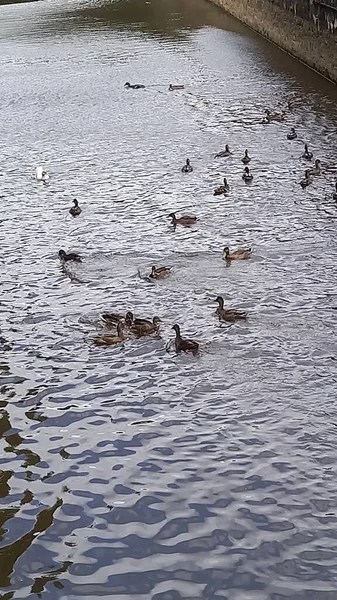 Viele Verschiedene Enten Auf Dem Wasser — Stockfoto