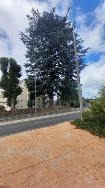 Straat Met Lantaarnpaal Groene Bomen — Stockfoto