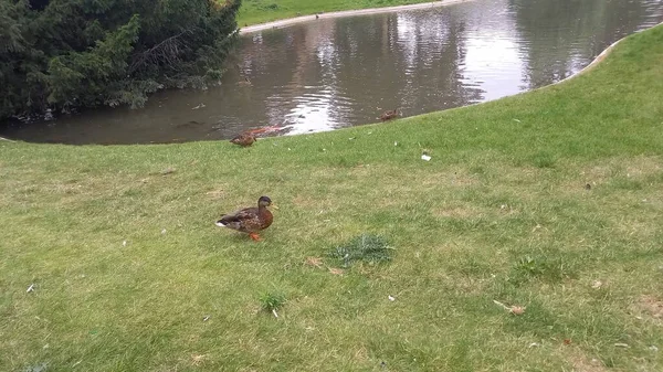 Ducks on the ground and on the water