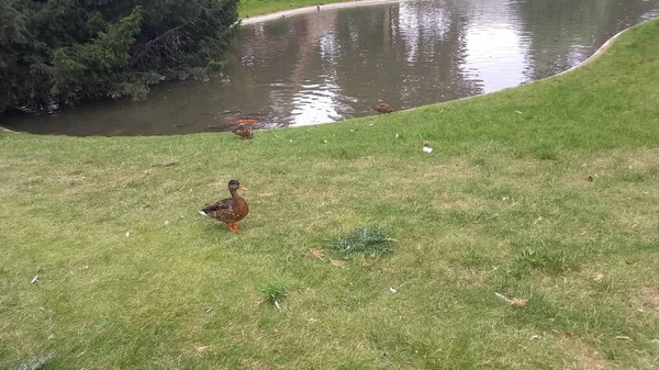 Ducks on the ground and on the water