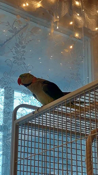 在笼上可爱的大的环状鹦鹉 — 图库照片