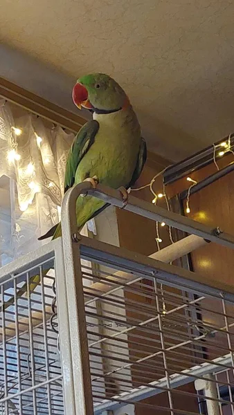 Roztomilý Velký Papoušek Kroužky — Stock fotografie