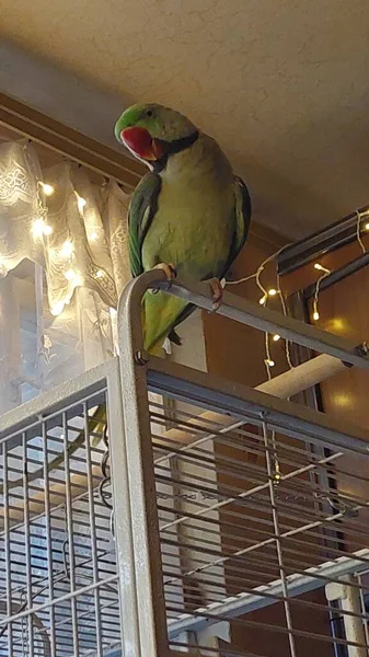 Aranyos Nagy Gyűrűs Papagáj — Stock Fotó