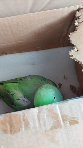 Zöld Gyűrűs Nyakú Papagáj Elrejtve Papírdobozban — Stock Fotó
