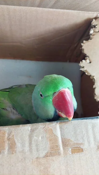 Zöld Gyűrűs Nyakú Papagáj Papírdobozban — Stock Fotó