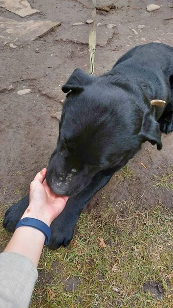 Cão Escuro Com Mão Humana — Fotografia de Stock