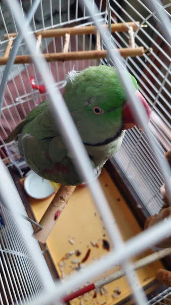 Πράσινος Παπαγάλος Στο Κλουβί — Φωτογραφία Αρχείου