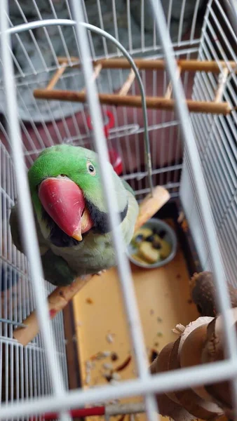 Papoušek Zelený Klece — Stock fotografie