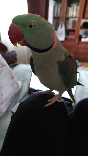 Aranyos Zöld Gyűrűs Nyakú Papagáj — Stock Fotó