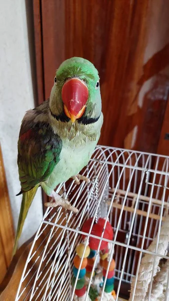 Loro Cuello Anular Verde Húmedo Sentado Jaula — Foto de Stock