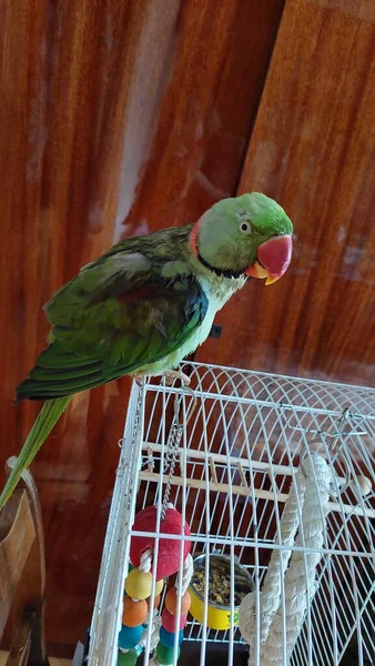 Nedves Zöld Gyűrűs Nyakú Papagáj Ketrecen — Stock Fotó