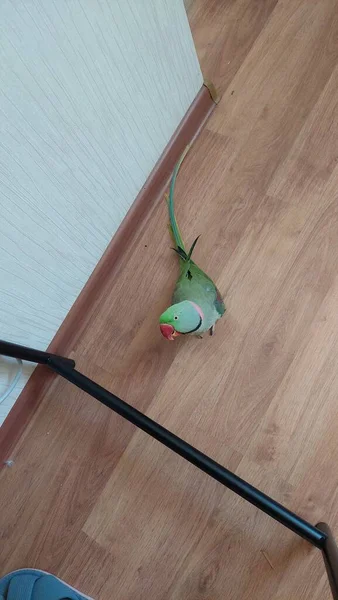 Yerde Yeşil Boyunlu Papağan — Stok fotoğraf