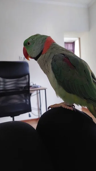 Papoušek Zelenohrdý — Stock fotografie