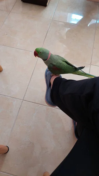Πράσινος Παπαγάλος Που Κάθεται Στο Πόδι — Φωτογραφία Αρχείου
