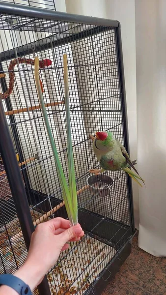 Zöld Gyűrűs Nyakú Papagáj Farok Nélkül — Stock Fotó