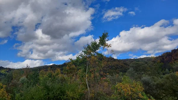 Bomen Het Bos Blauwe Lucht Met Wolken — Stockfoto