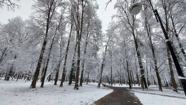 Árvores Inverno Parque Cidade — Fotografia de Stock