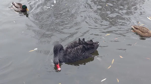 Enten Und Ein Schöner Schwarzer Schwan Auf Dem Wasser — Stockfoto