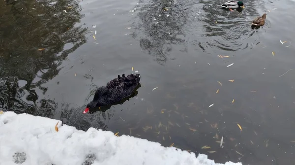 Enten Und Ein Schöner Schwarzer Schwan Einem See Einem Stadtpark — Stockfoto
